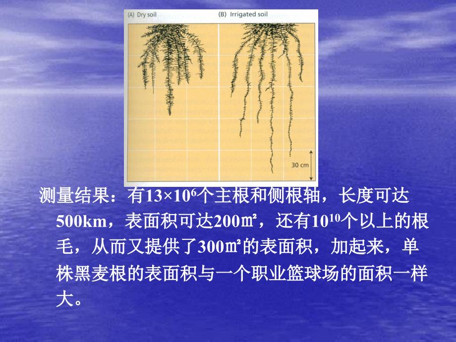 高级植物生理学植物水分与抗旱生理2_第4页