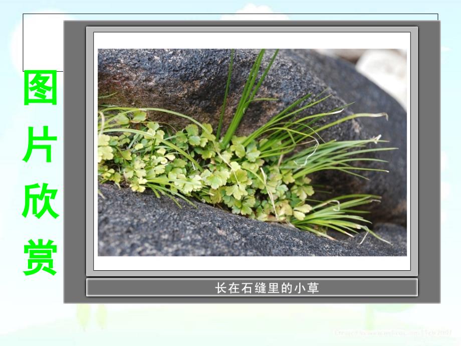 3大树和小草_第4页