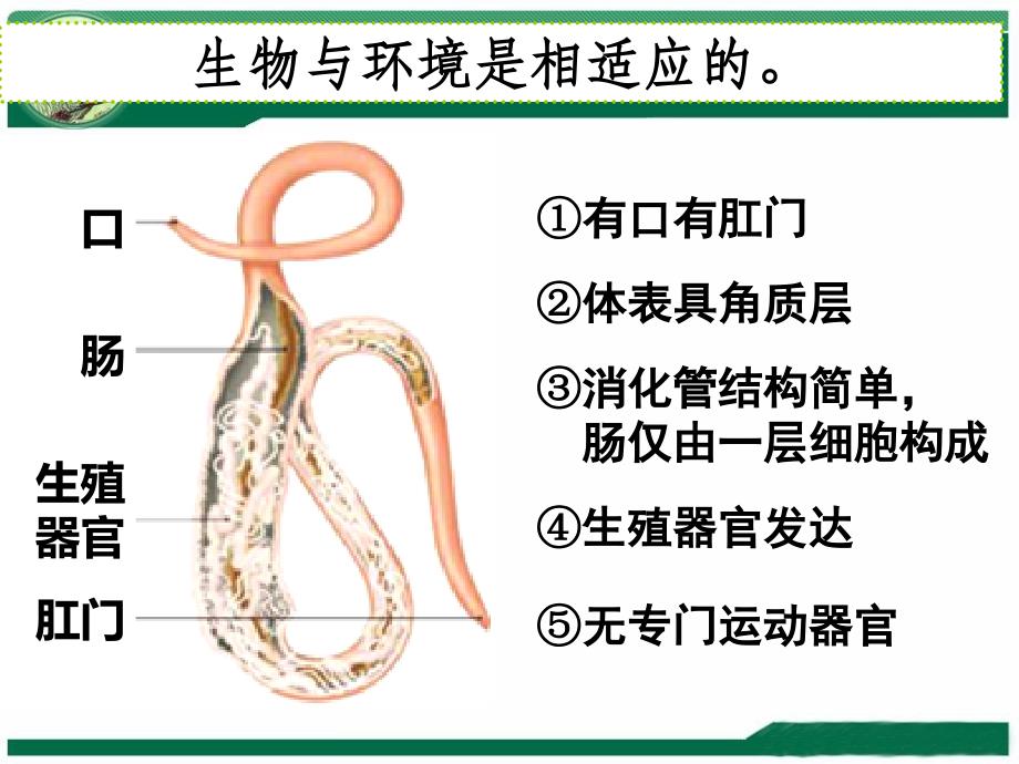 正常新生儿护理PPT演示课件_第4页