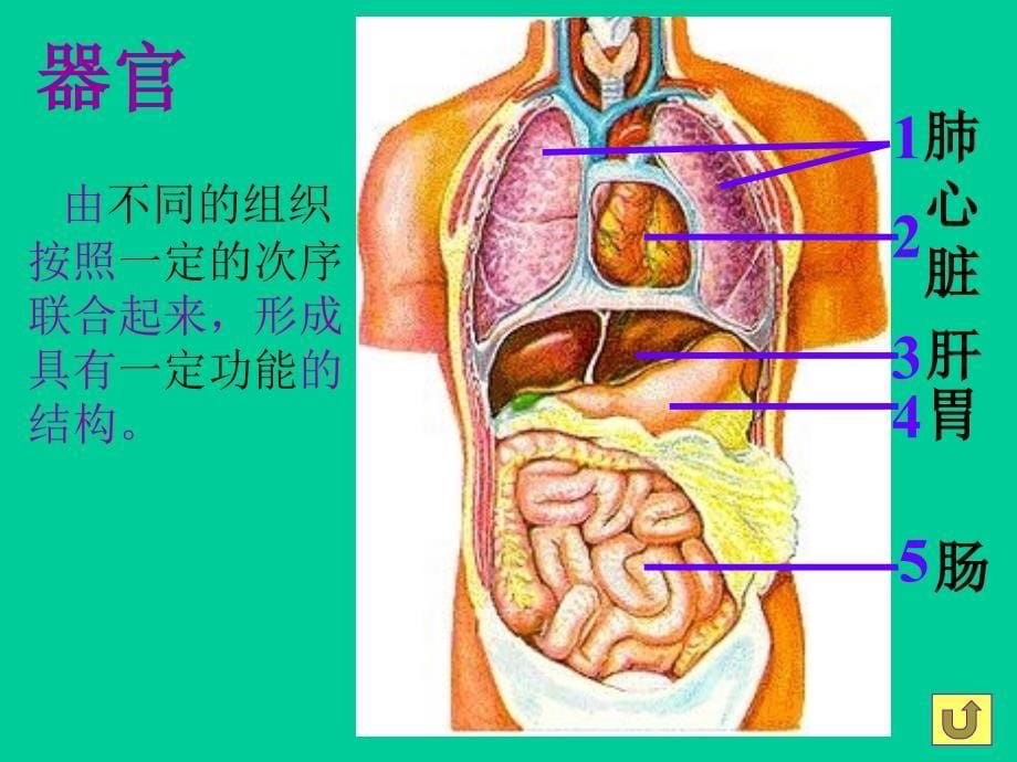 第一章人的身体_第5页