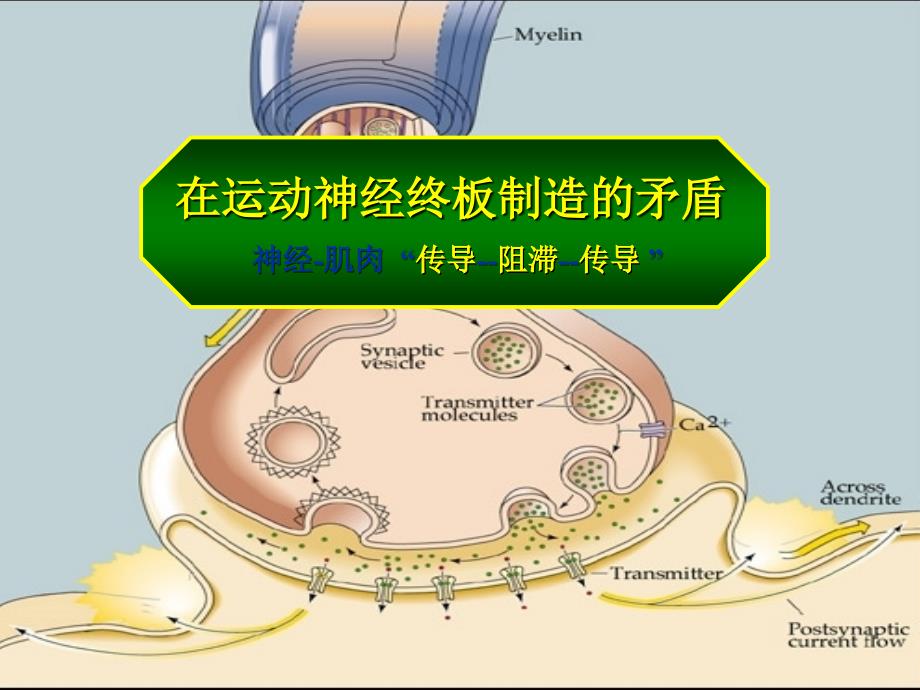 肌松监测肌松药规范(徐世元).ppt_第3页