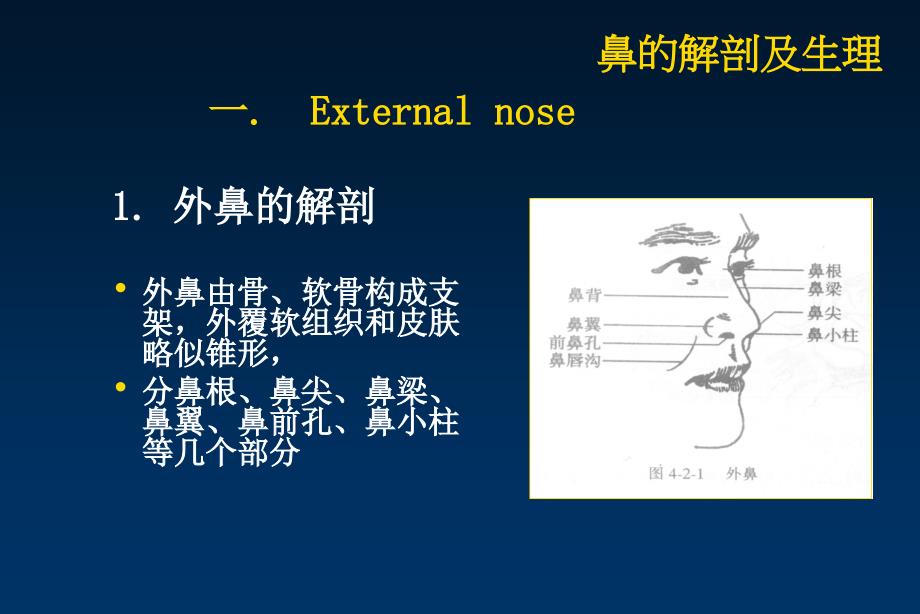 耳鼻咽喉－头颈外科学：鼻的解剖及生理_第3页