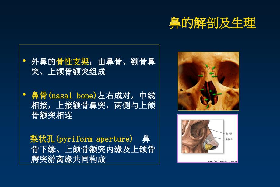 耳鼻咽喉－头颈外科学：鼻的解剖及生理_第4页