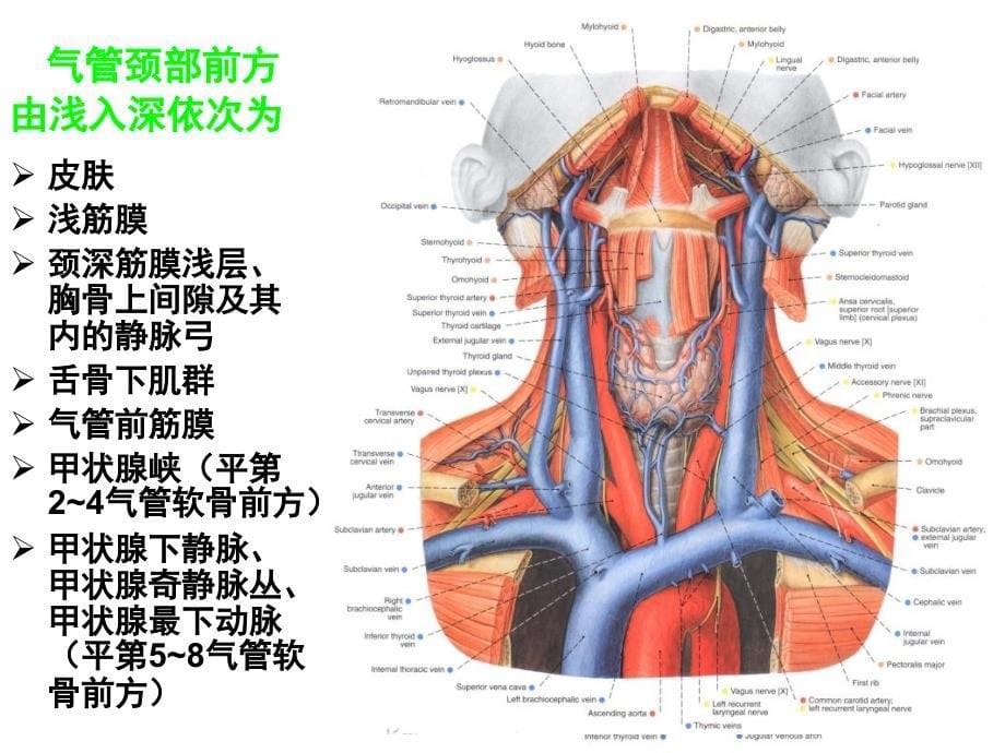 常用急技术应用解剖_第5页