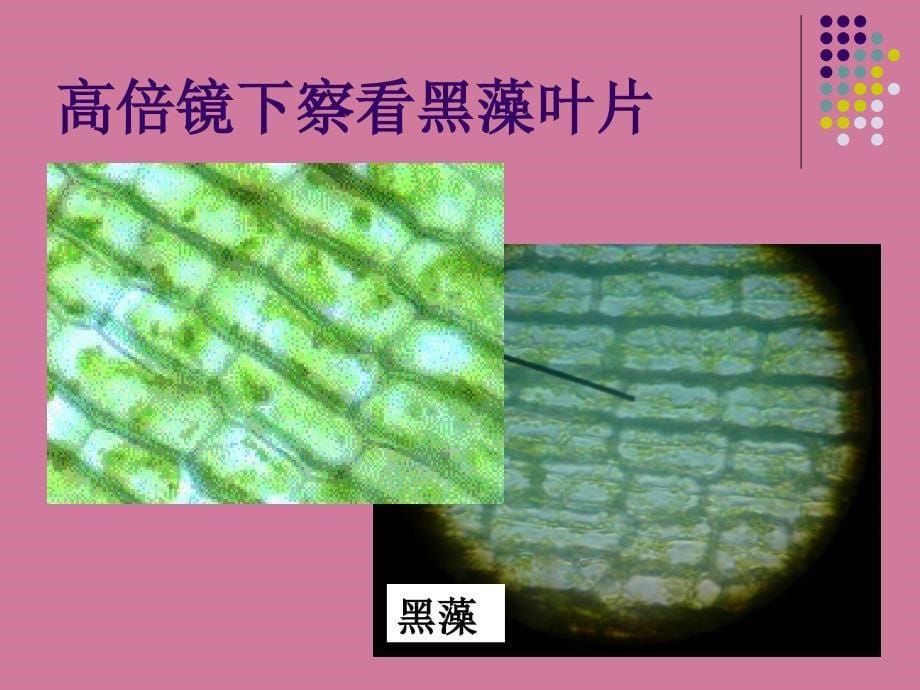 实验使用高倍显微镜观察几种细胞教学ppt课件_第5页