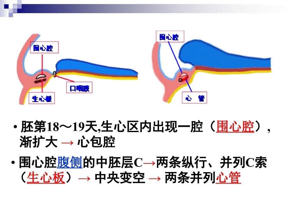 组织胚胎学课件：25_心脏发生_第5页