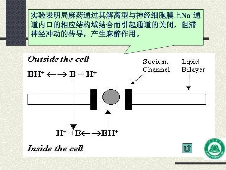 局部麻醉药.ppt_第5页