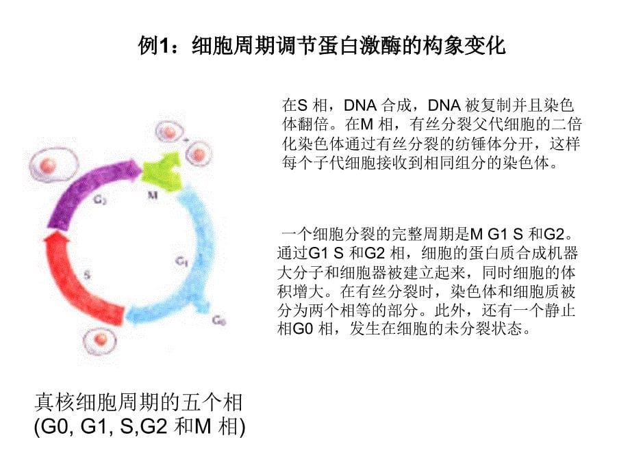 生物大分子结构与功能第5章蛋白质的柔性结构_第5页