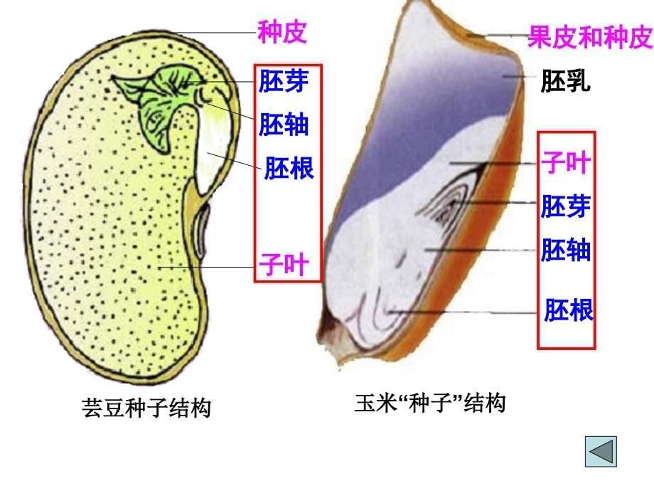 苏教版生物七上第五章复习.ppt_第5页