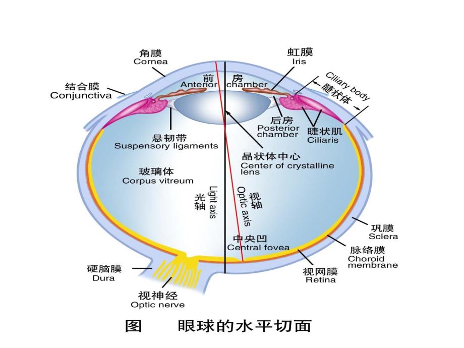 拟抗胆碱药ppt课件_第4页