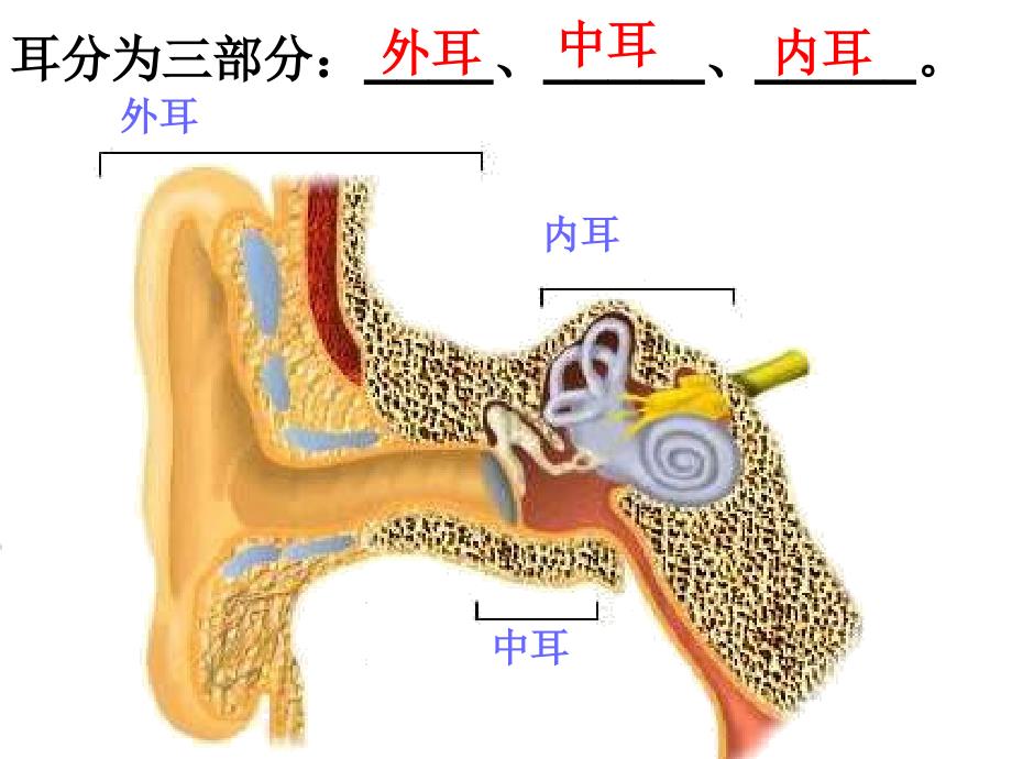 第三节耳和听觉课件_第3页