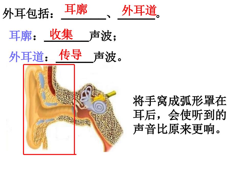 第三节耳和听觉课件_第4页