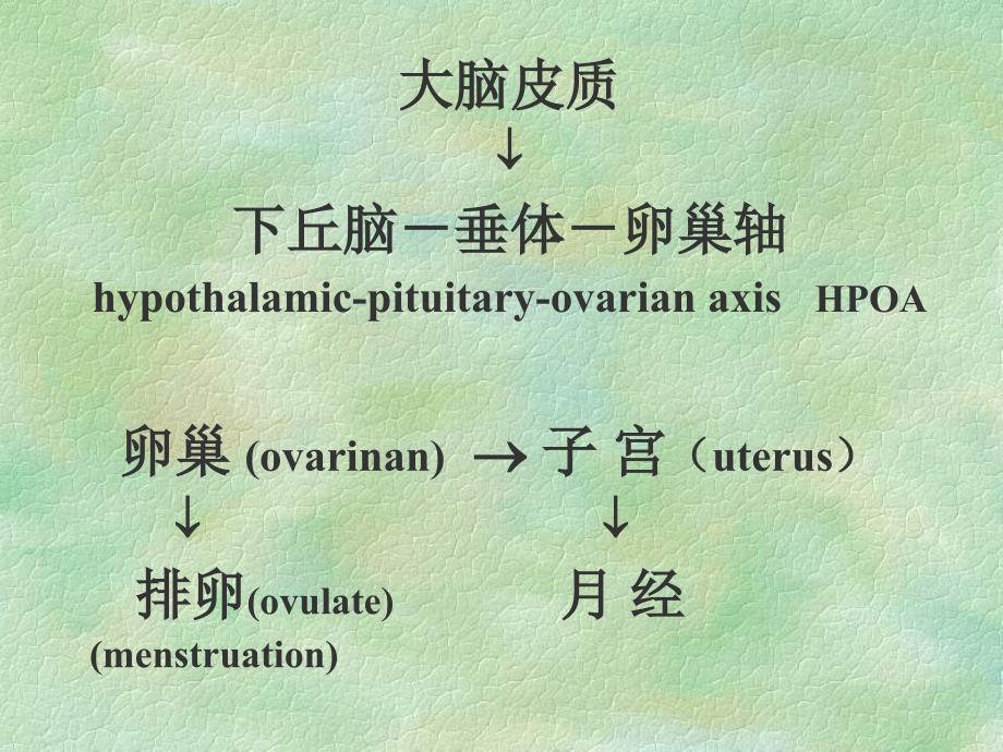 妇科内分泌失调的诊断与处理.ppt_第4页