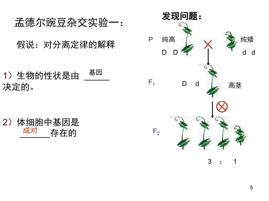 分离定律和自由组合定律课堂PPT_第5页