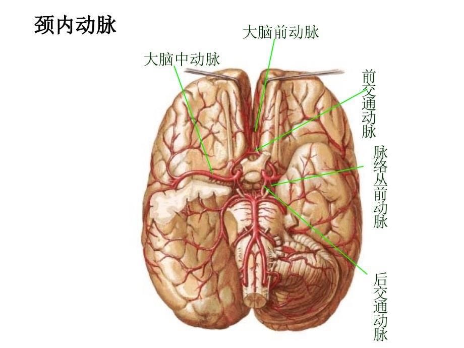 脑血管定位诊断_第5页