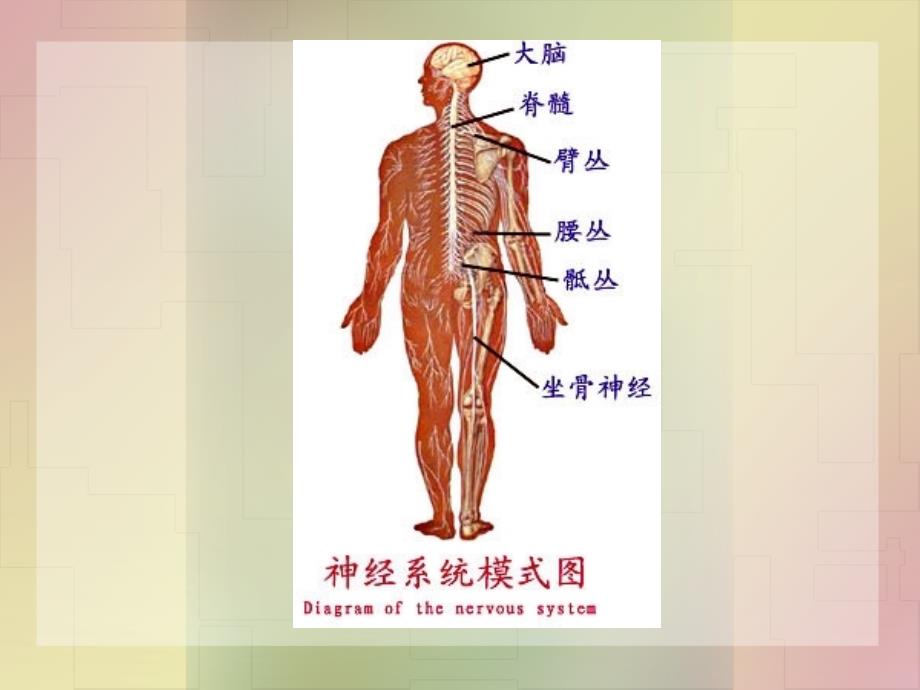 法医临床二外周神经文档资料_第3页