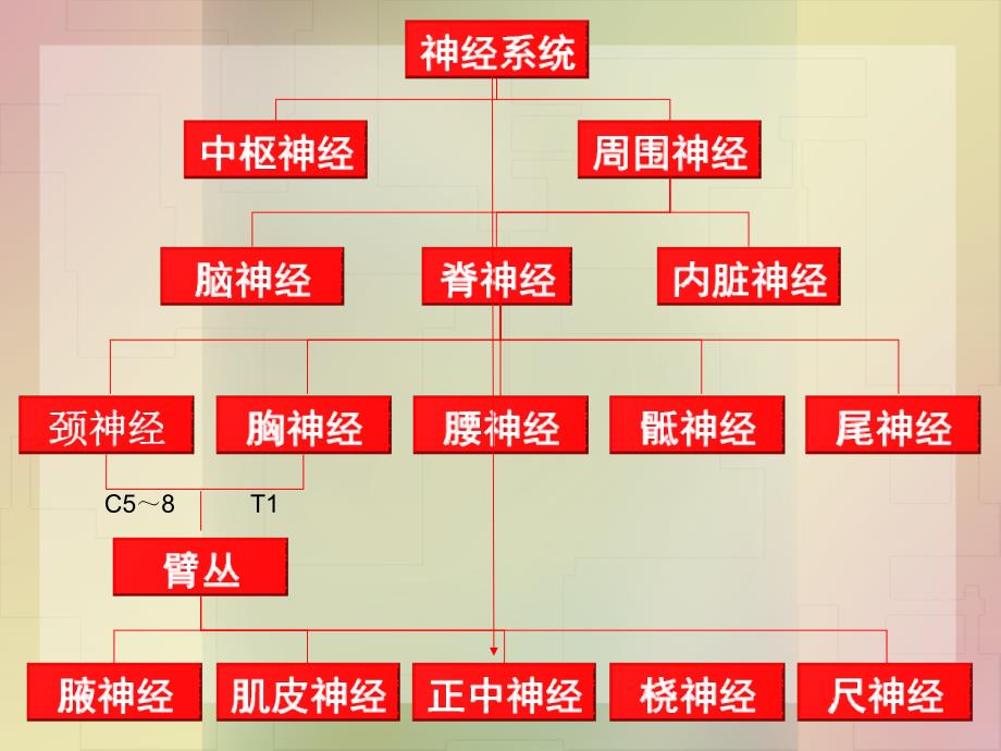 法医临床二外周神经文档资料_第4页