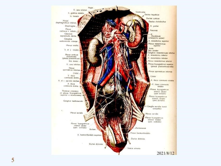 内脏神经系统讲座_第5页