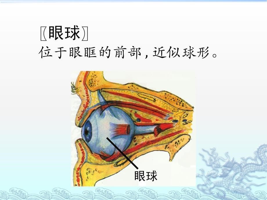 眼部解剖结构_第5页