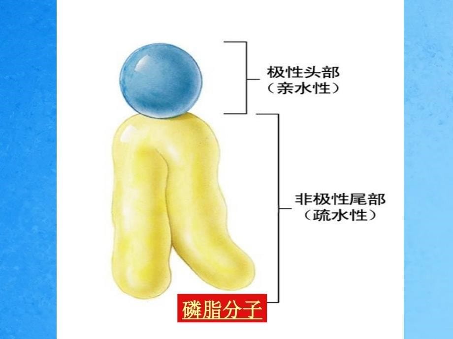 细胞膜流动镶嵌模型ppt课件_第5页