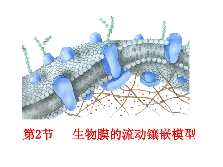 42生物膜的流动镶嵌模型 (2)_第1页