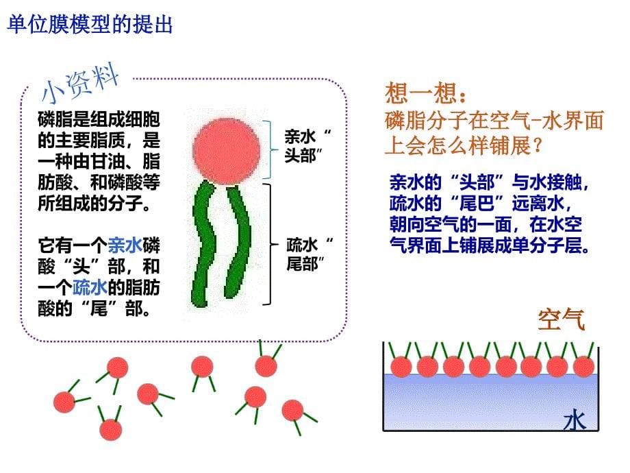 42生物膜的流动镶嵌模型 (2)_第5页