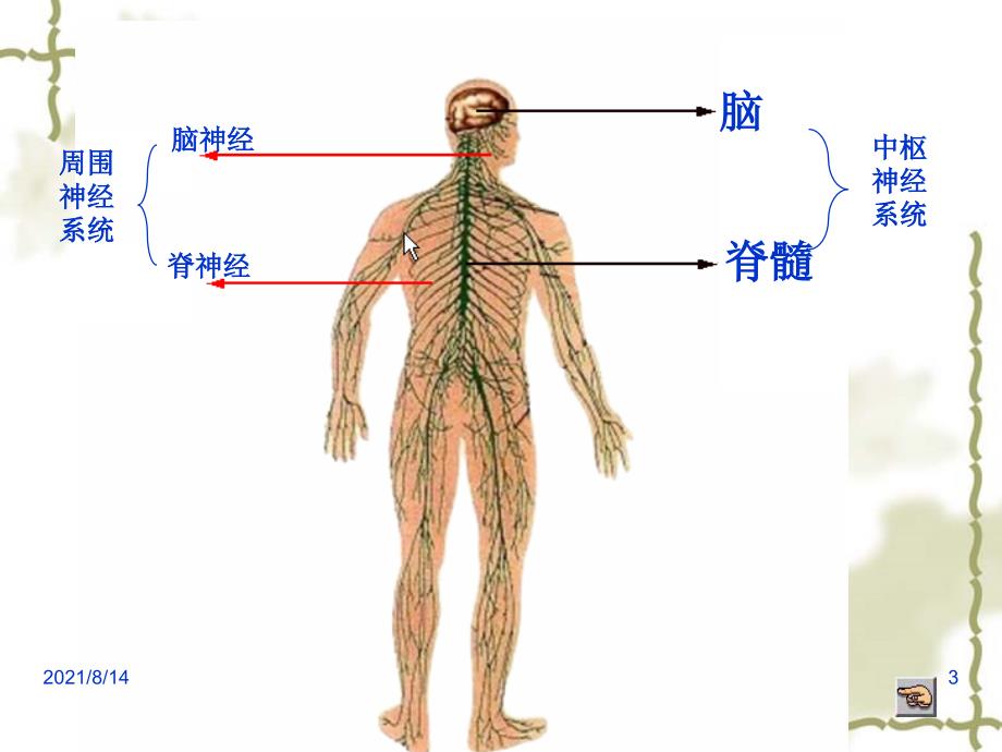 通过神经系统的调节第1课时ppt_第3页