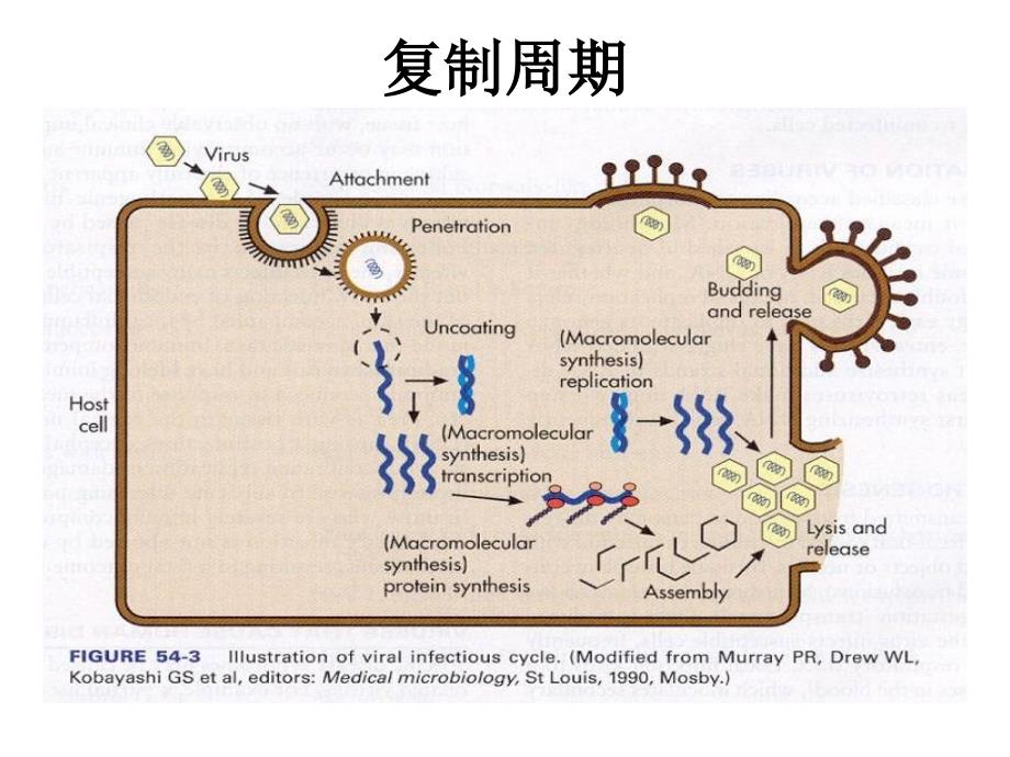 第二病毒的复制_第2页