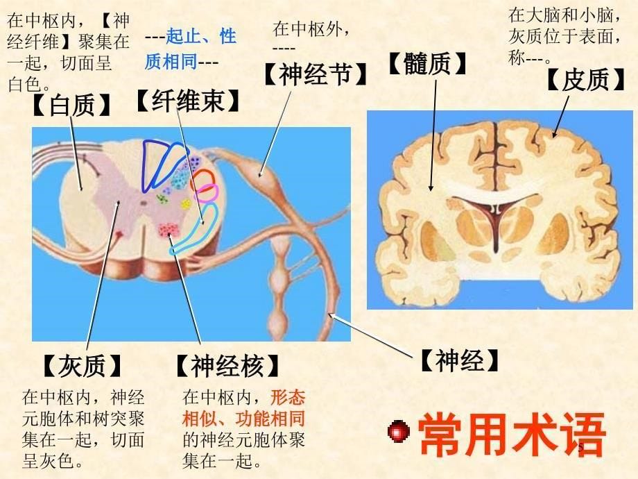 神经系统讨论ppt课件_第5页