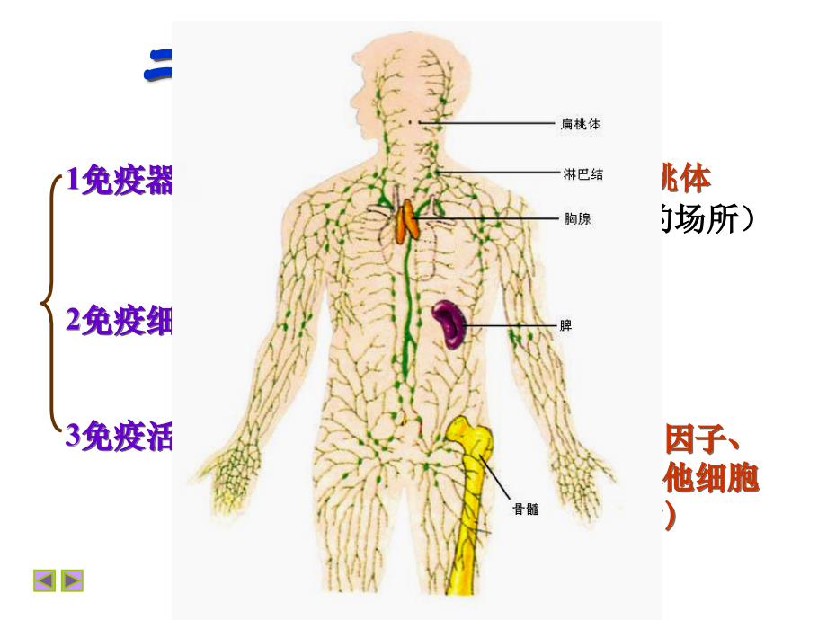 生物：24免疫调节shangke_第4页