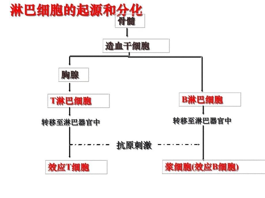 生物：24免疫调节shangke_第5页