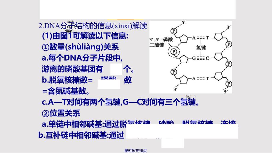 DNA分子的结构1实用教案_第3页