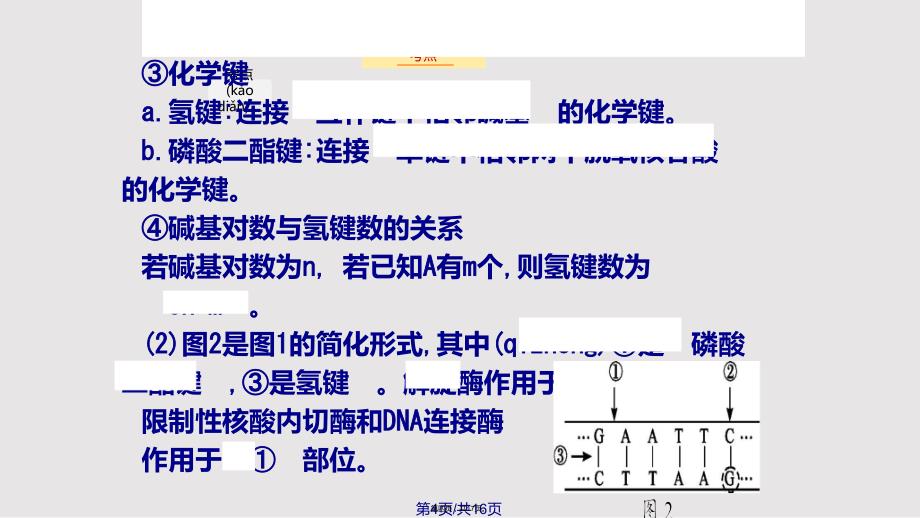 DNA分子的结构1实用教案_第4页