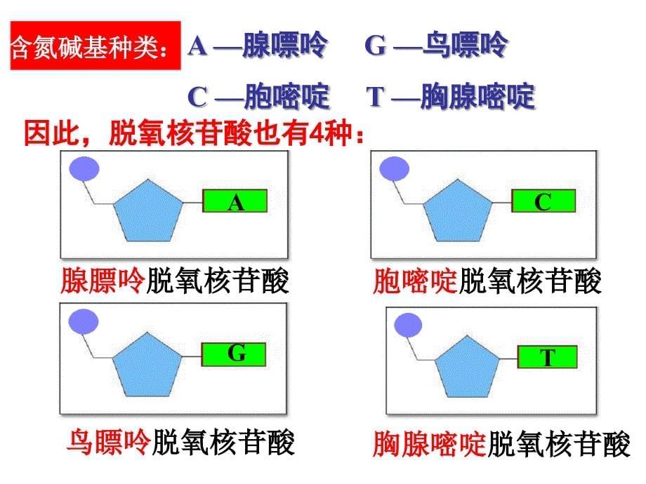 人教版高中生物必修2第3章第2节　DNA分子的结构_第5页