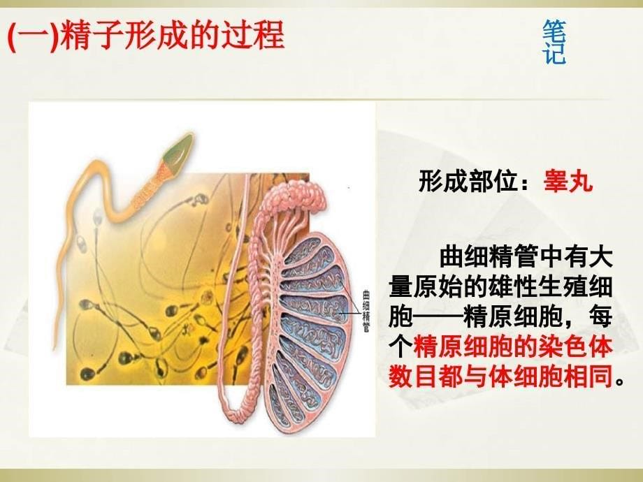 一轮复习减数分裂和受精作用课件_第5页