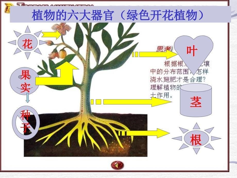 1-1艳丽多姿的生物_第5页