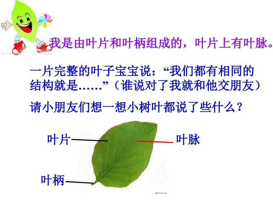 三年级上册科学课件1.5植物的叶教科版_第5页