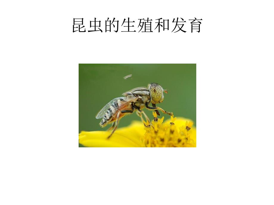 712昆虫的生殖和发育_第1页