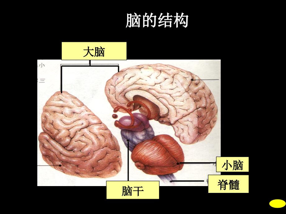 高中生物通过神经系统的调节ppt课件_第4页