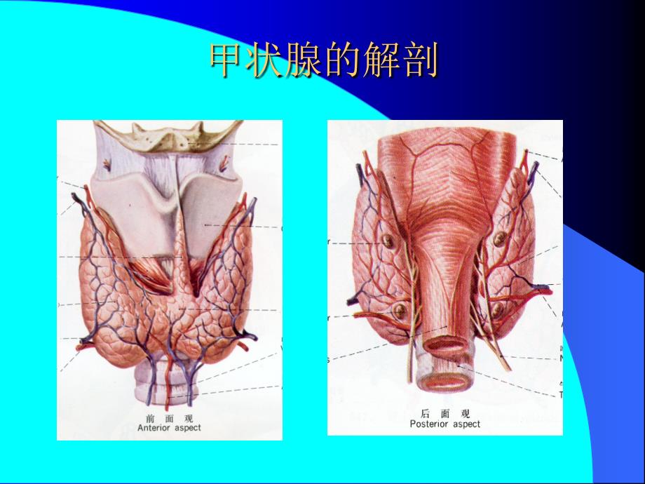 《颈部疾病手术治疗》PPT课件.ppt_第2页