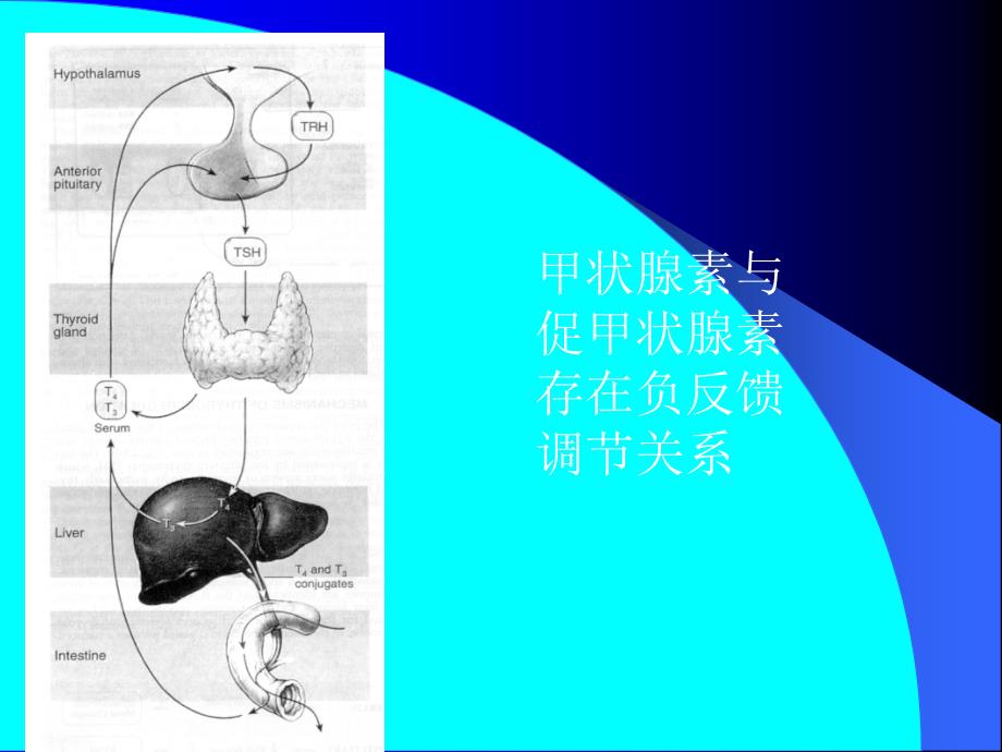 《颈部疾病手术治疗》PPT课件.ppt_第4页