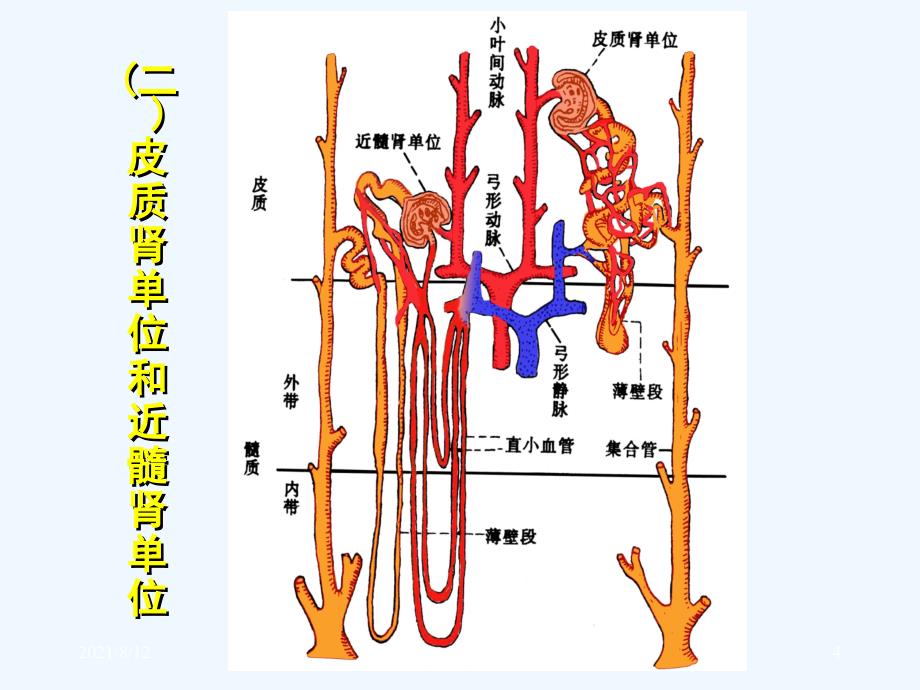 尿的生成和排出讲座_第4页