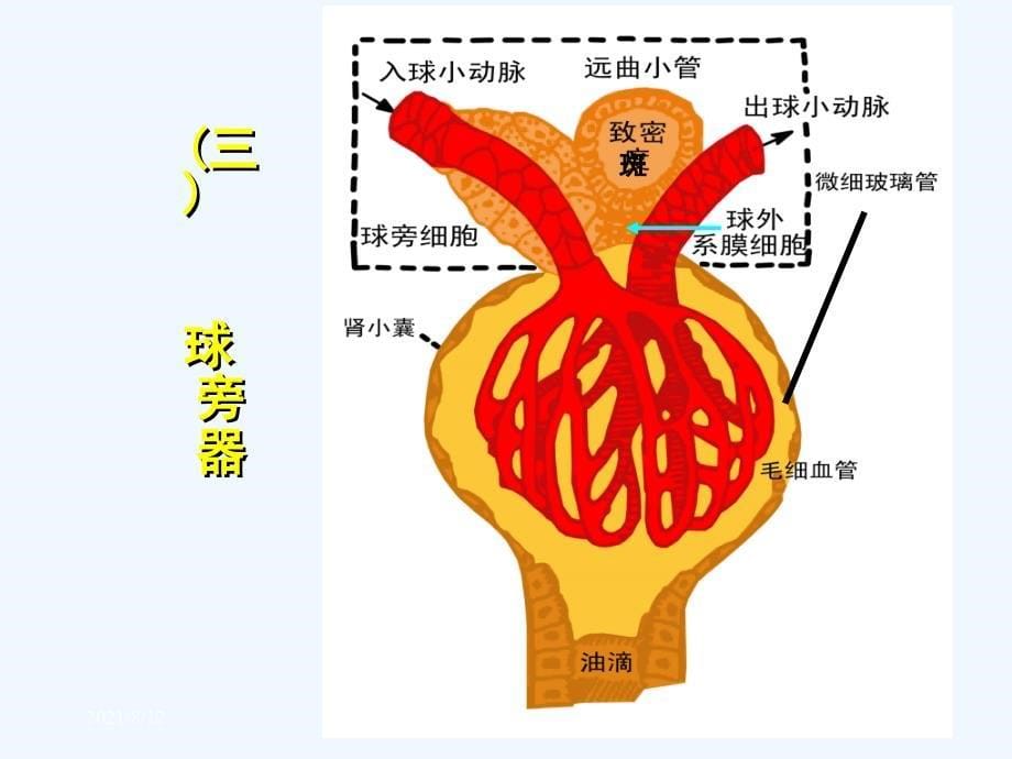 尿的生成和排出讲座_第5页