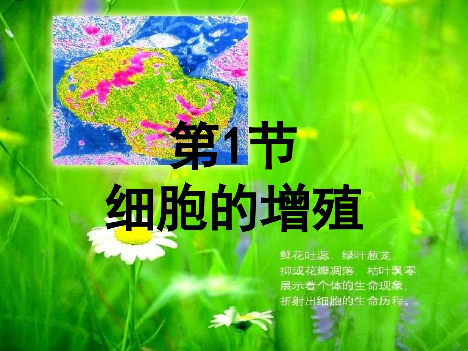 高一生物必修二细胞增殖_第2页