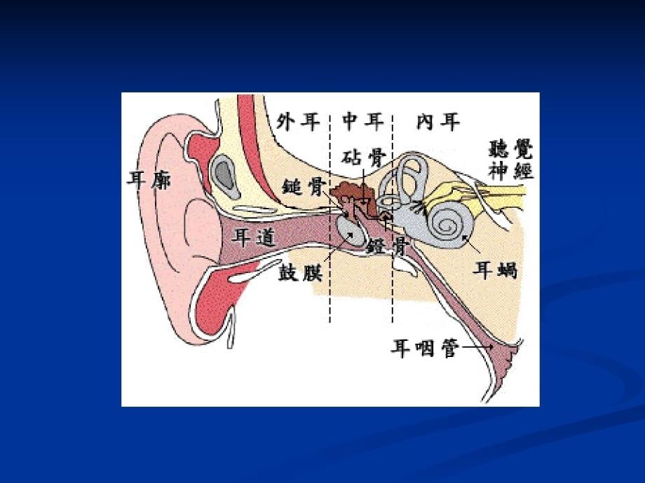 鼓室成型术的手术配合_第3页