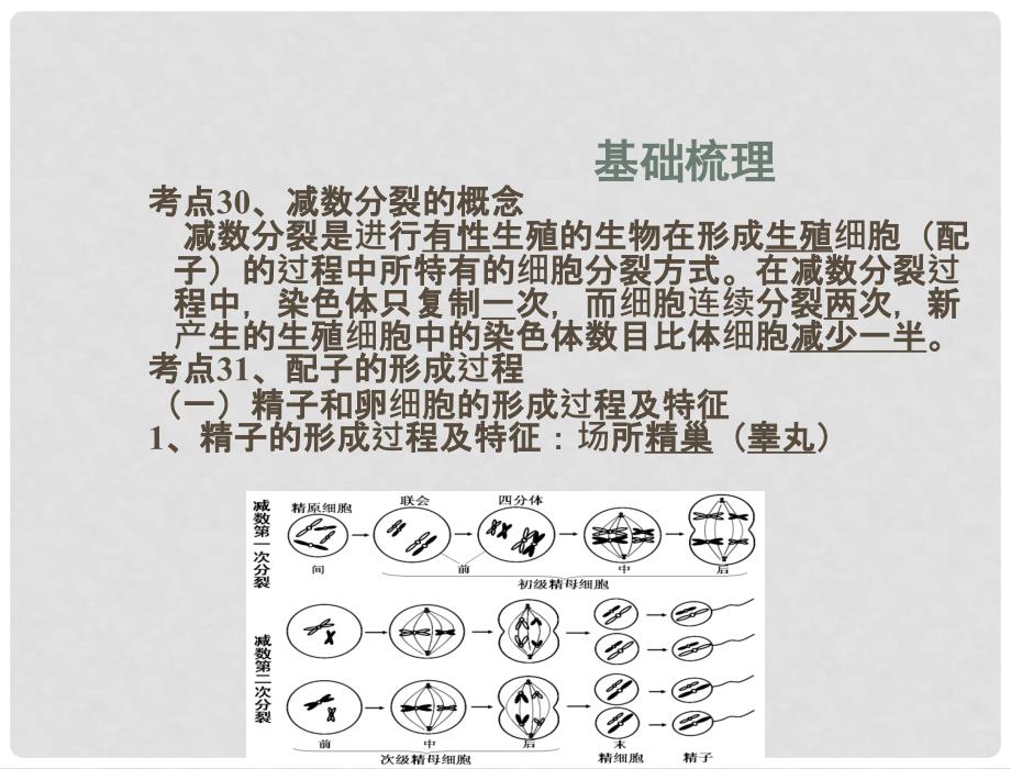 高中生物学业水平测试 专题七 考点3032细胞的减数分裂过程、配子的形成过程、受精过程复习课件 苏教版_第3页