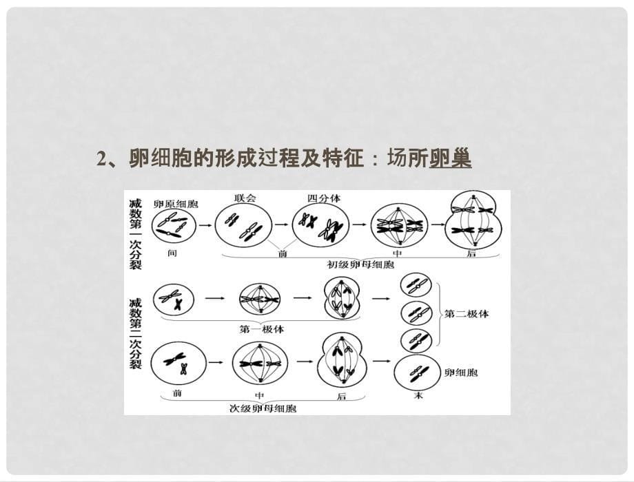 高中生物学业水平测试 专题七 考点3032细胞的减数分裂过程、配子的形成过程、受精过程复习课件 苏教版_第5页