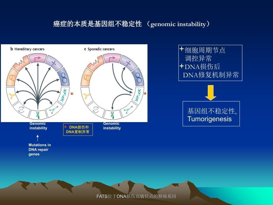 FATS位于DNA损伤高敏位点的抑癌基因课件_第5页