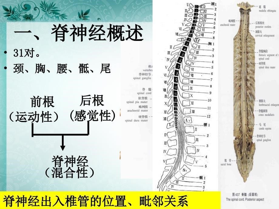 实验二十六颈丛、臂丛_第5页