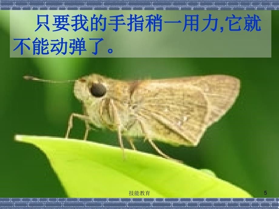 墙角的砖缝中掉进一粒香瓜子【青苗教育】_第5页